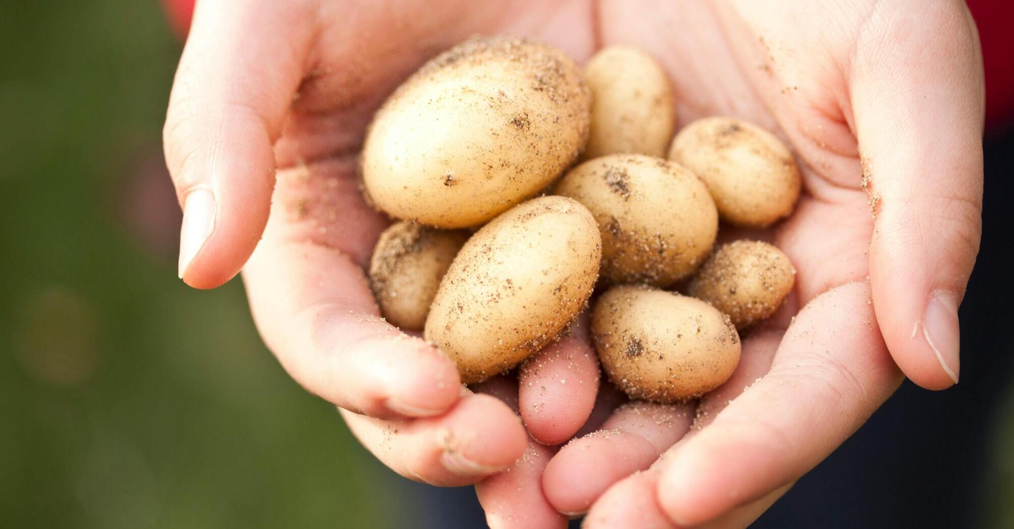 What vegetables should not be stored near potatoes: they will quickly spoil