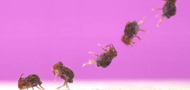 Biologists have filmed a tiny beetle doing the fastest backflip on Earth