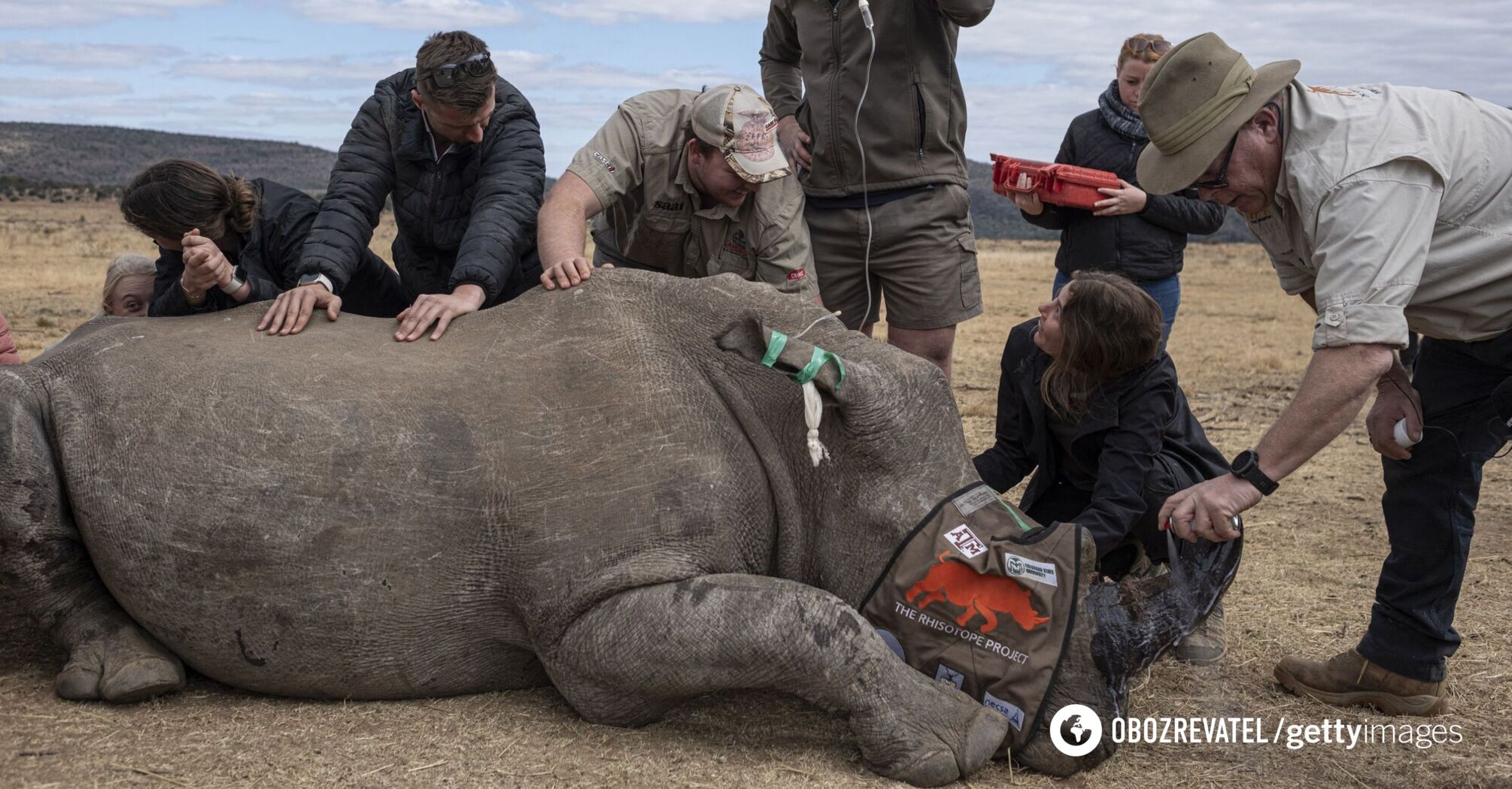 For the first time in the world. Scientists make rhino horns radioactive to fight poaching