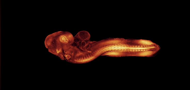 For the first time in history. Scientists have recorded a video of embryo formation at an early stage, which will help to detect birth defects