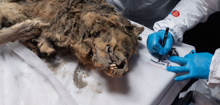 A 44,000-year-old mummified wolf was found in the permafrost of Siberia: its organs, fur, and teeth were miraculously preserved. Photo.
