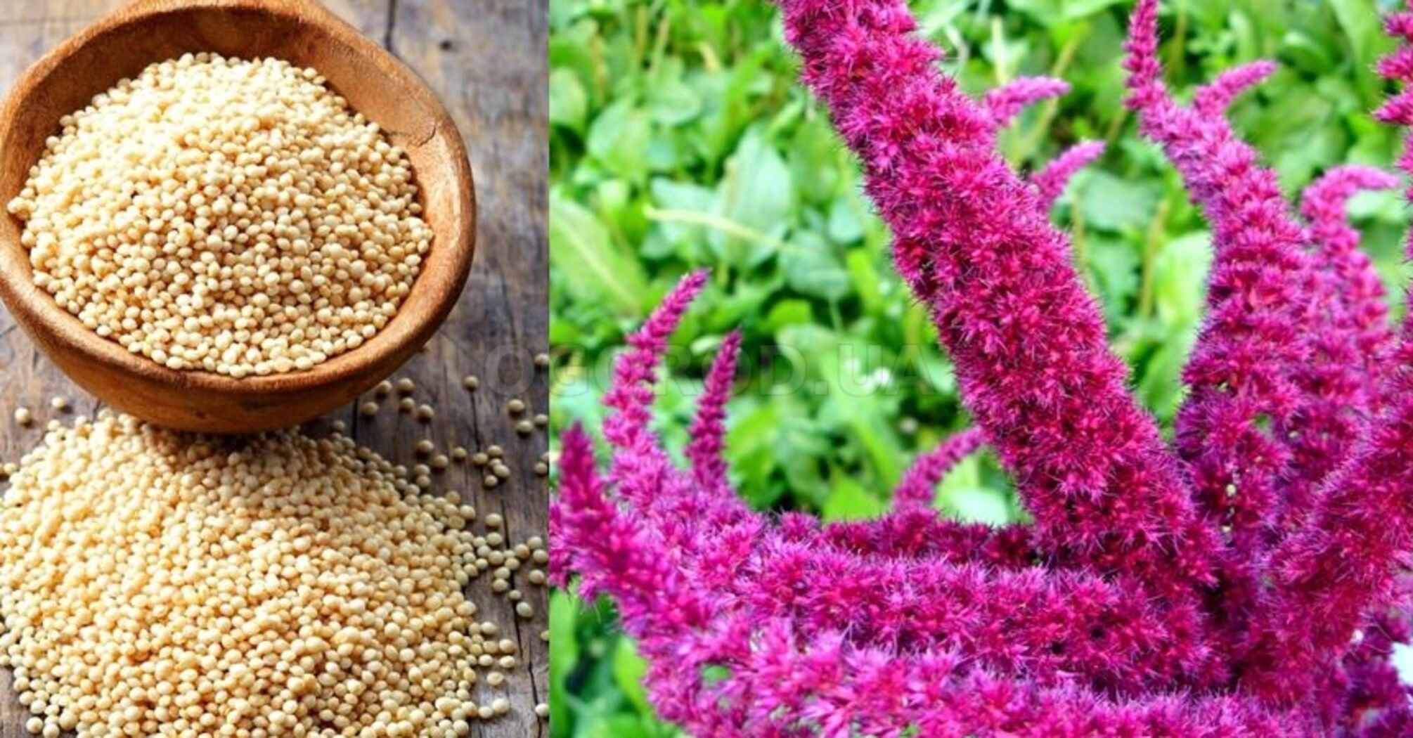 Amaranth: the superfood you must add to your diet