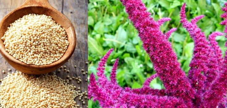 Amaranth: the superfood you must add to your diet