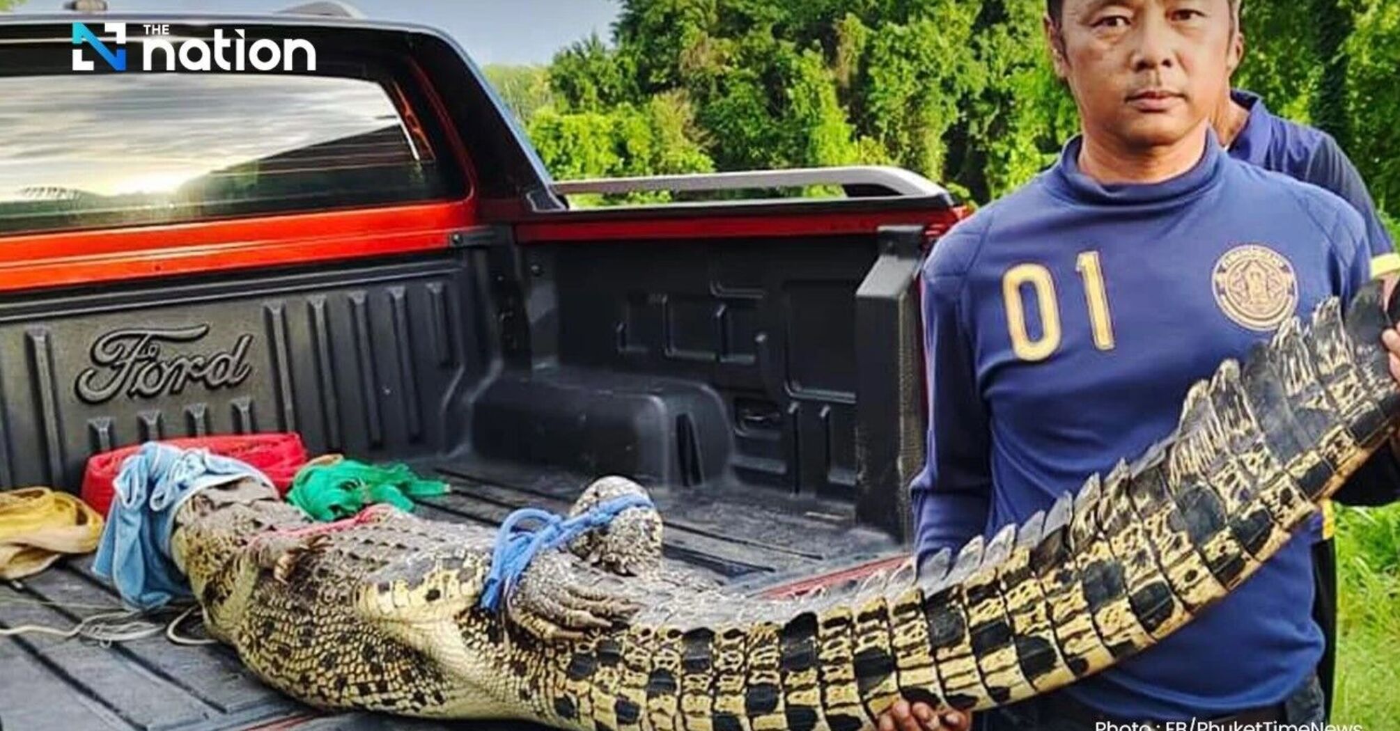 A crocodile 2.4 meters long was caught in a popular resort in Thailand. Photo