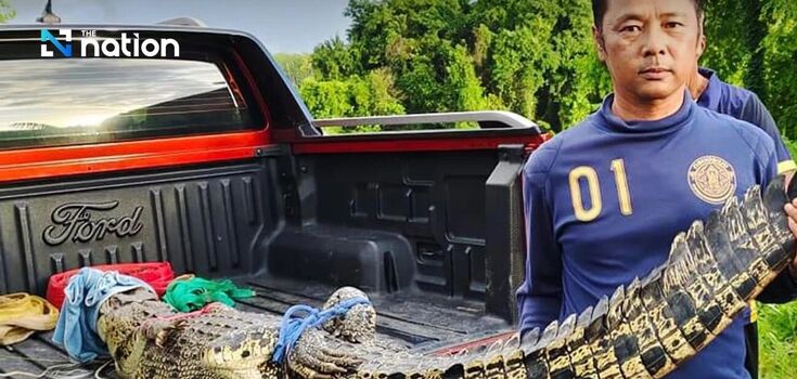 A crocodile 2.4 meters long was caught in a popular resort in Thailand. Photo