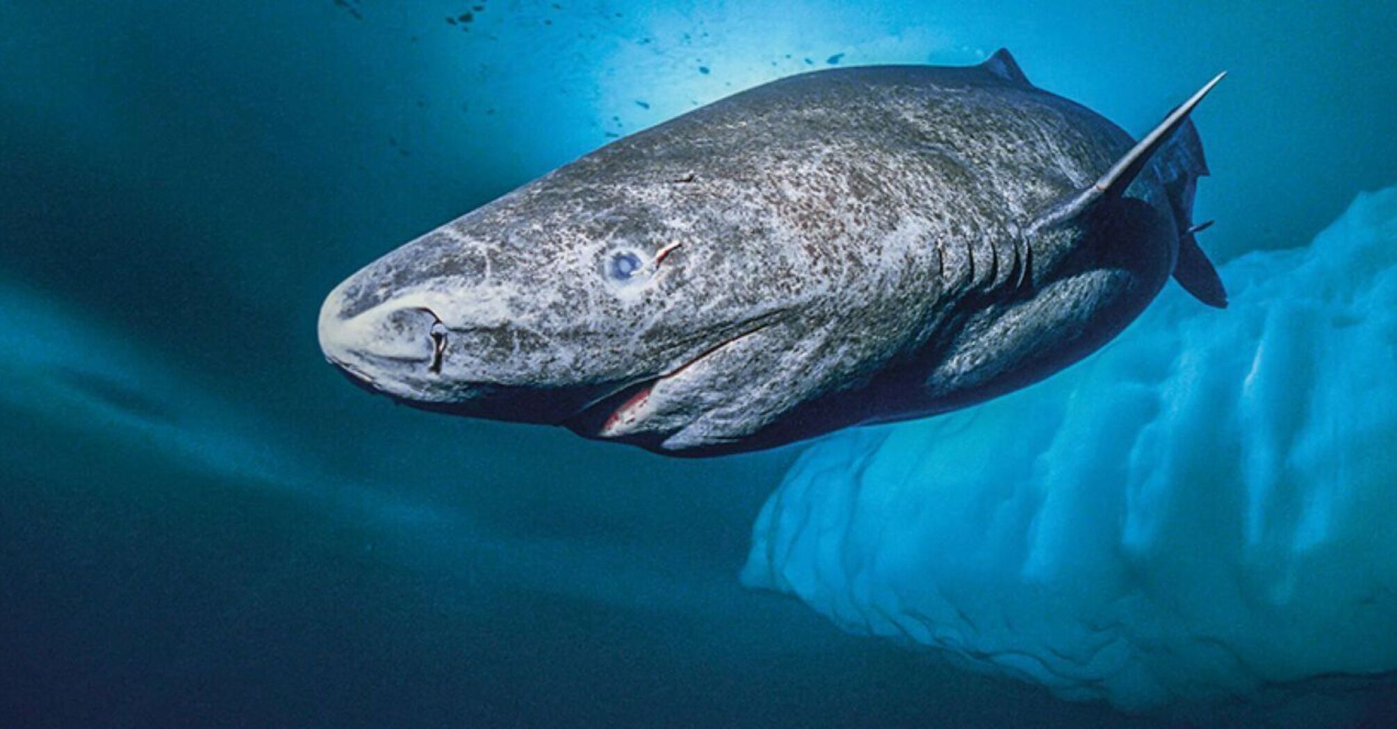 Scientists have finally uncovered the secret of why Greenland sharks live as long as 500 years