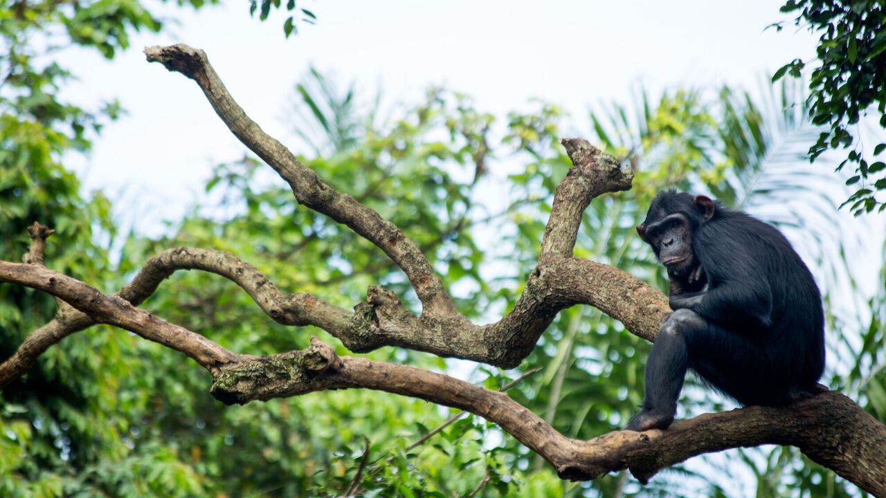 They even "select" antibiotics. Scientists have found that chimpanzees treat themselves with medicinal plants