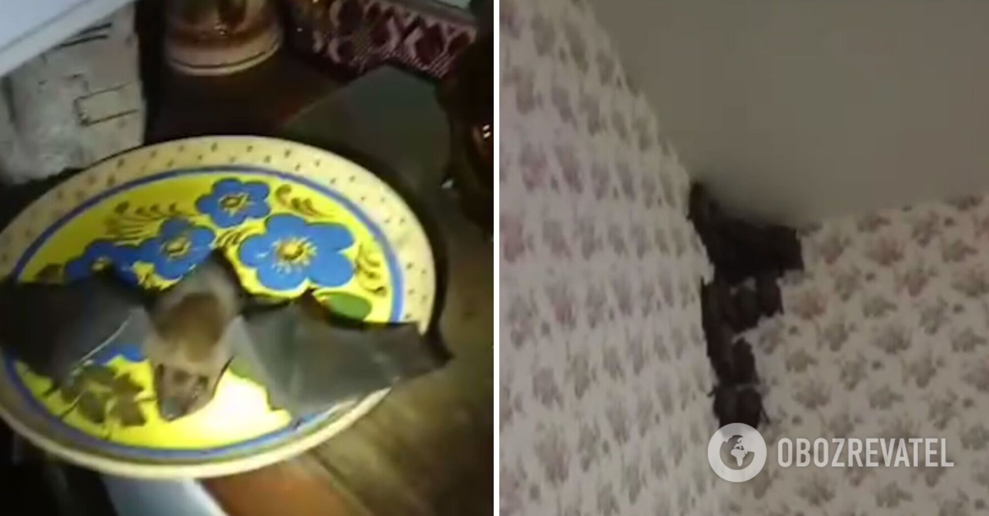 More than 350 bats attack an apartment in Kyiv. Video