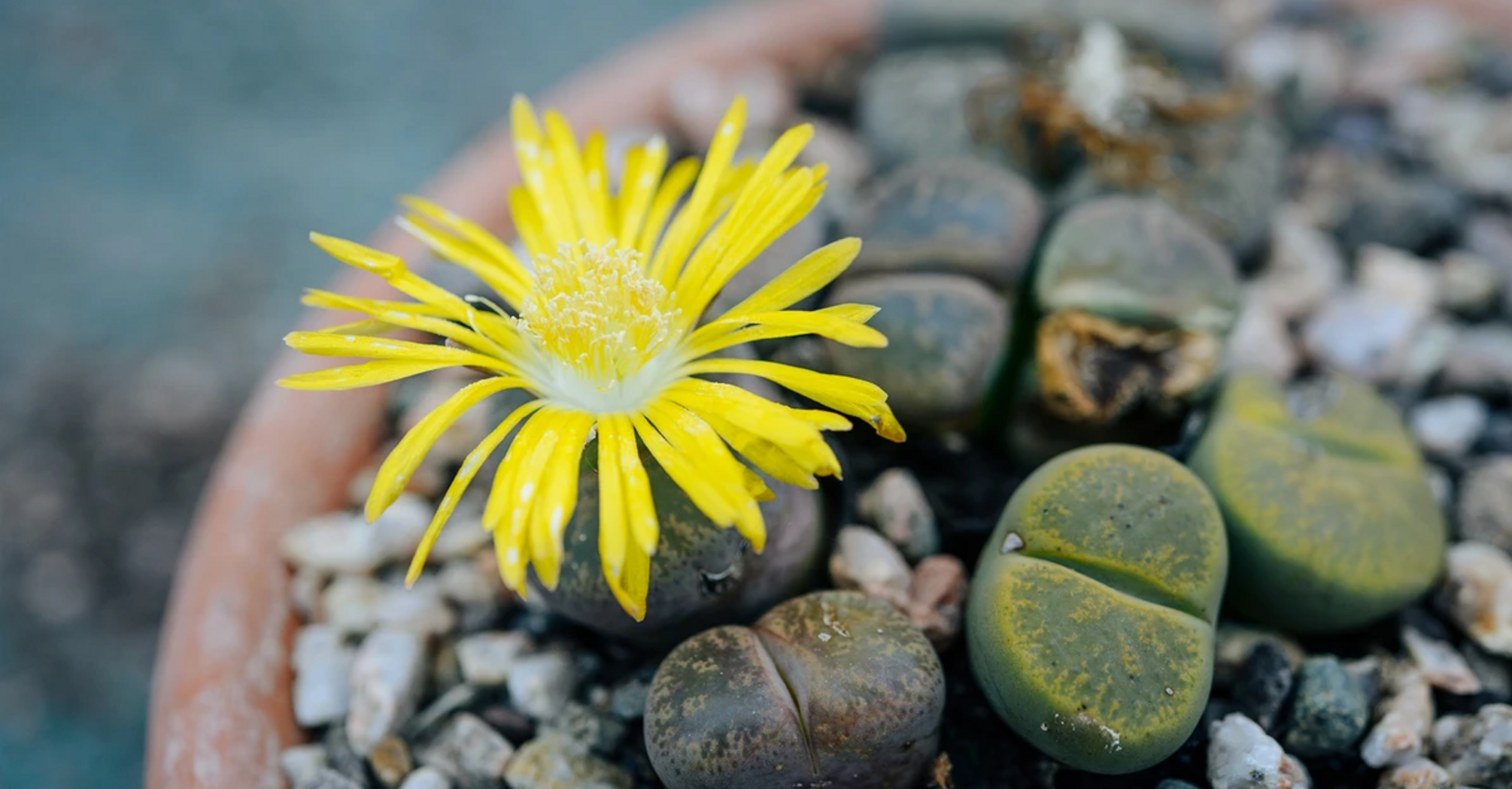 "Living stones" that will decorate your home: how to grow lithops yourself