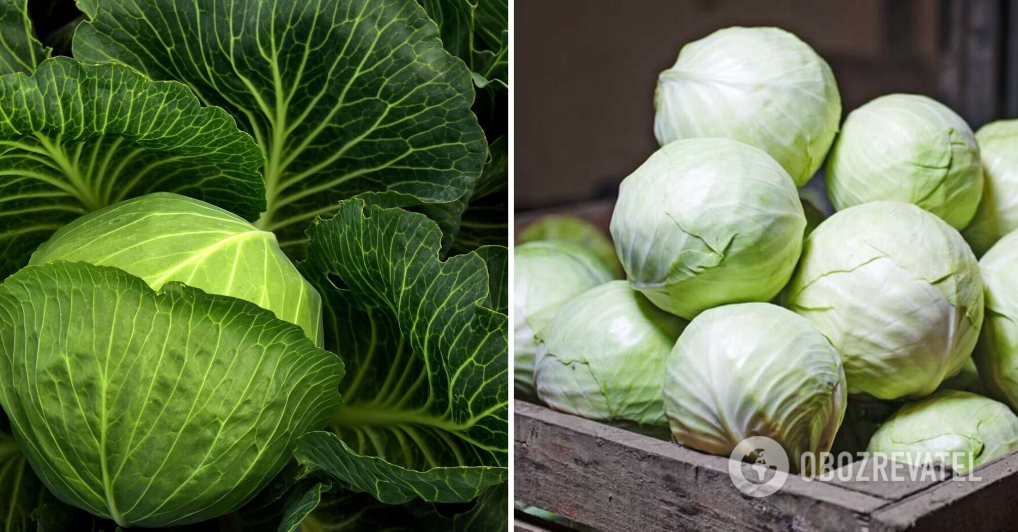 How to store cabbage correctly