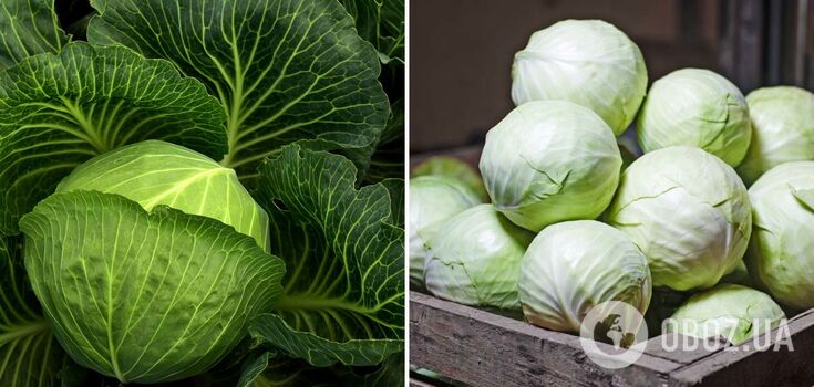 How to store cabbage correctly