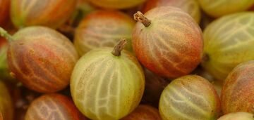 Dżem z agrestu i liści wiśni: jak przygotować smacznie