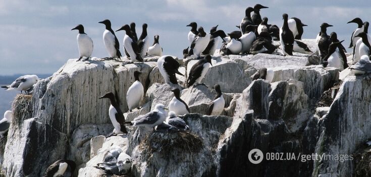 The largest species extinction in history. Scientists blame an oceanic "spot" for the deaths of millions of "flying penguins"