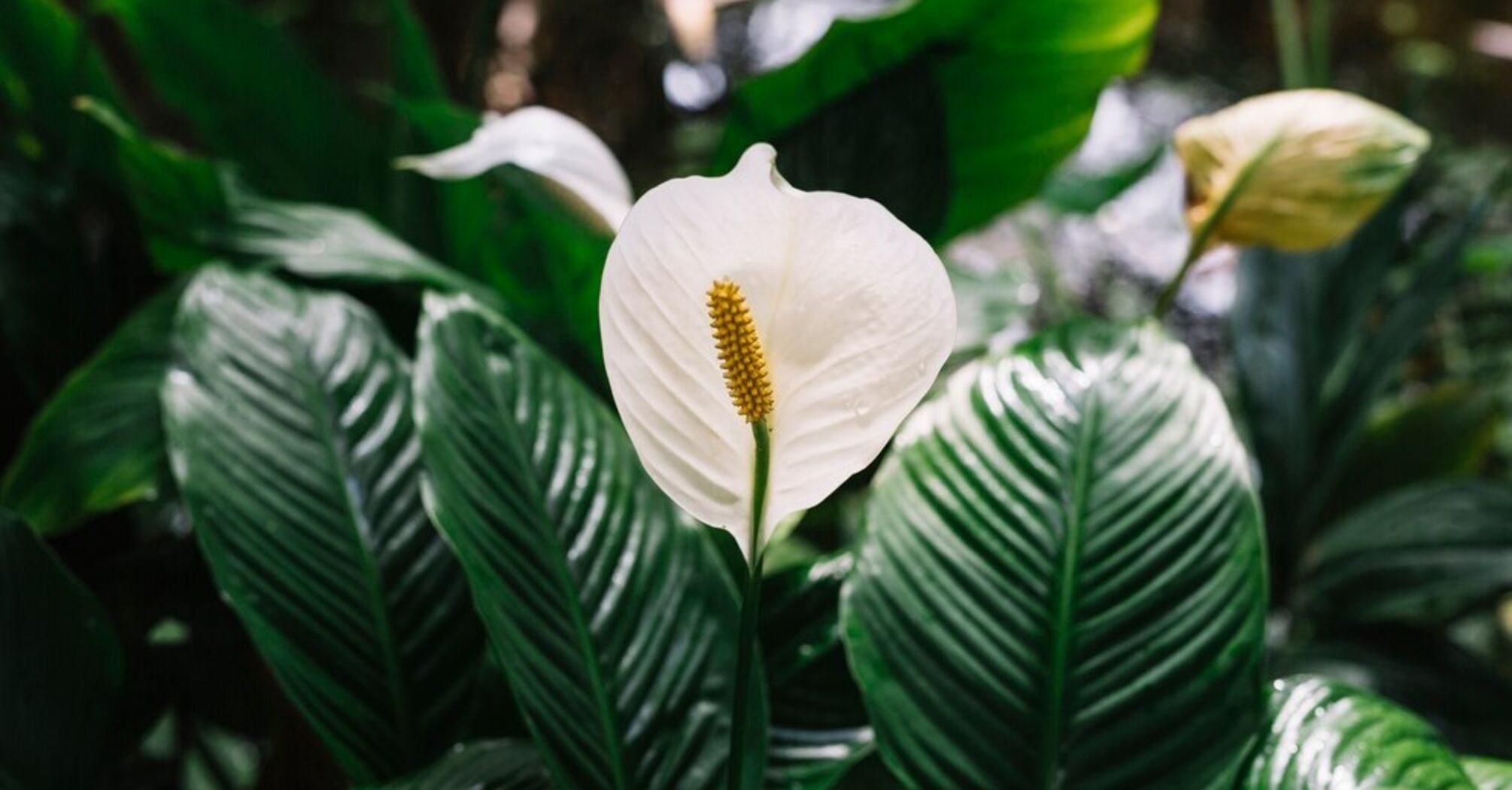 How to feed spathiphyllum in winter: a budget but effective option