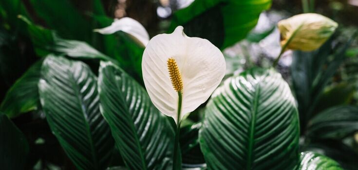 How to feed spathiphyllum in winter: a budget but effective option