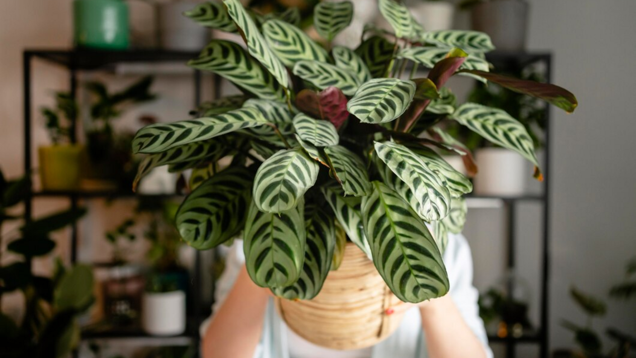 How to get rid of mold in indoor plants: why does it appear