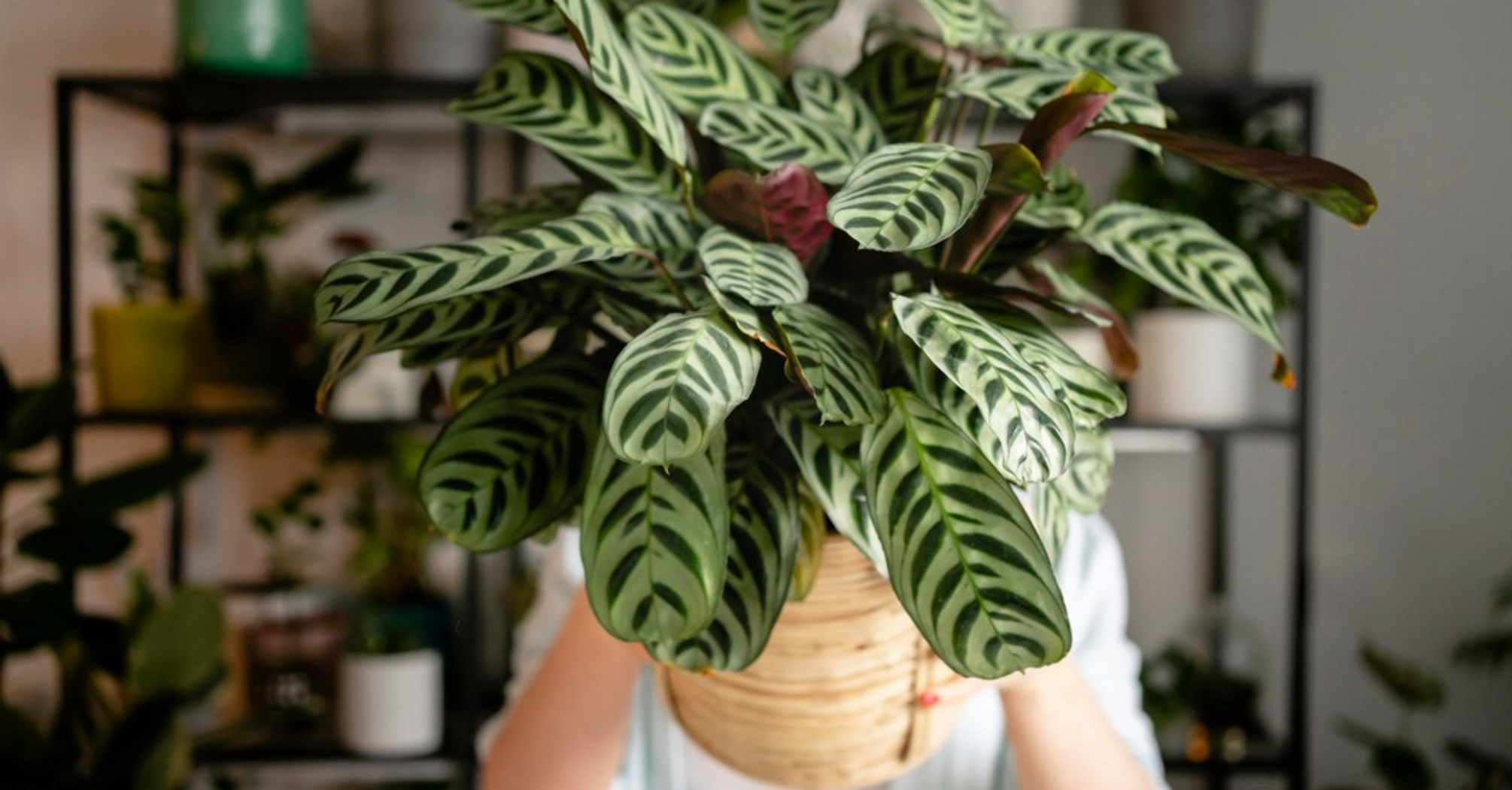 How to get rid of mold in indoor plants: why does it appear