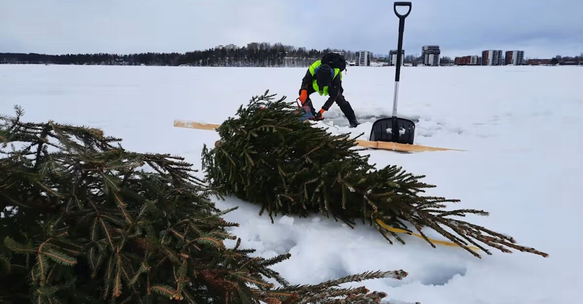 Scientists from Finland proposed to flood Christmas trees: how can it help