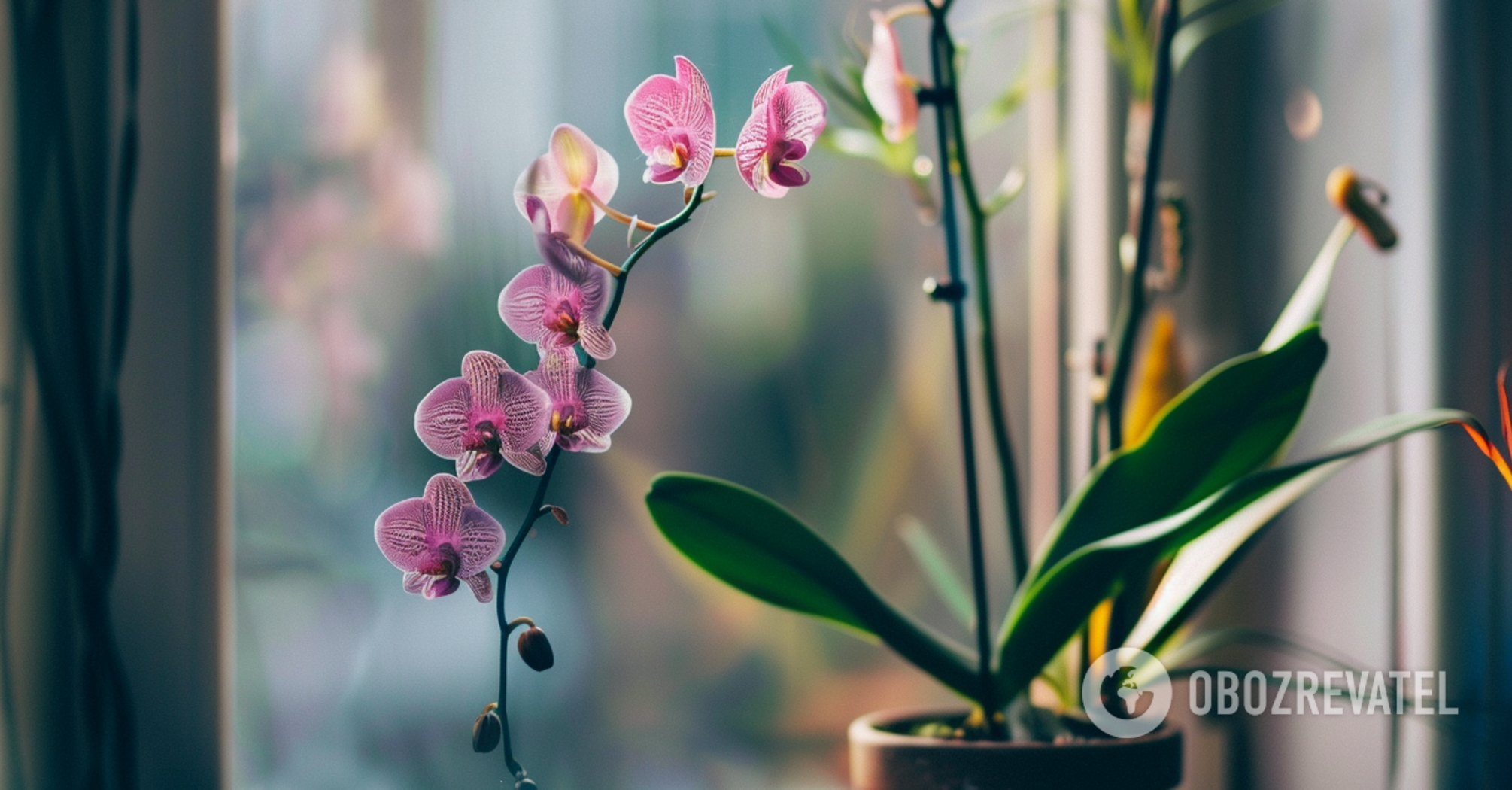 Guests will be delighted: care conditions that will keep the orchid blooming regularly