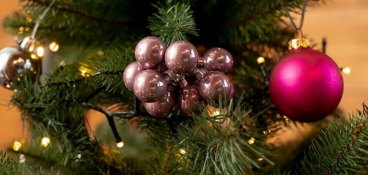 What to do with your Christmas tree after the holidays: three eco-friendly tips