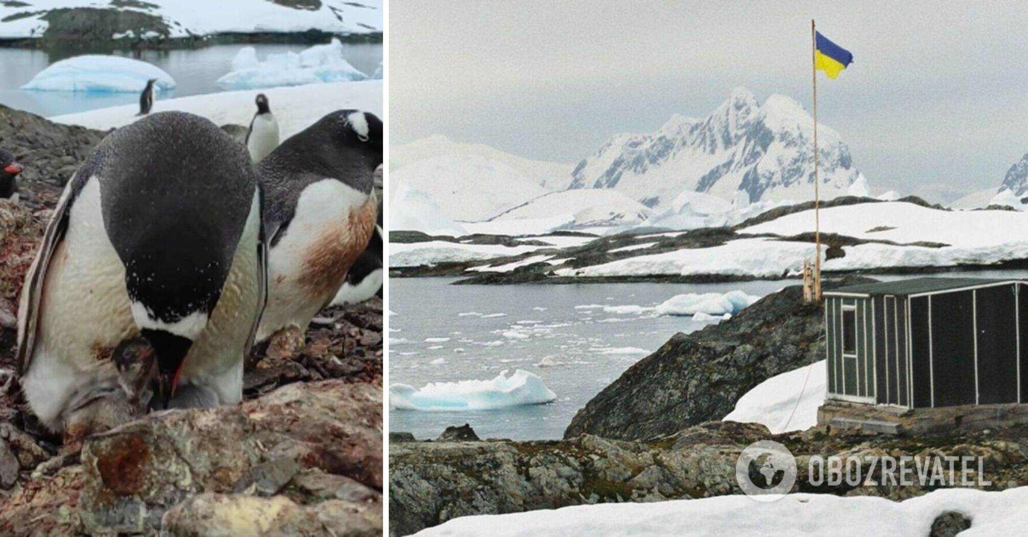 About a thousand penguin chicks are already near Vernadsky: Ukrainian polar explorers showed how their parents take care of them. Video