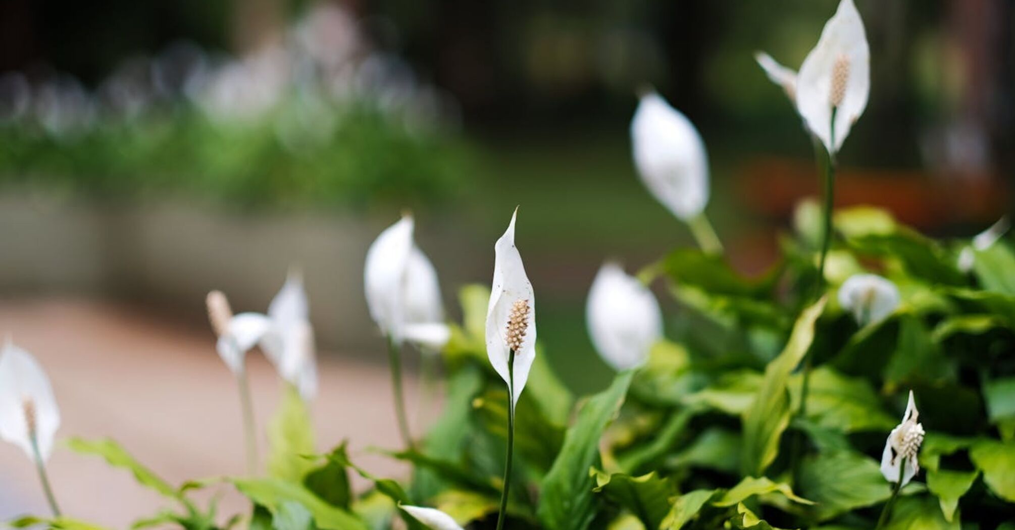 Why spathiphyllum leaves dry at the ends: one simple action will save