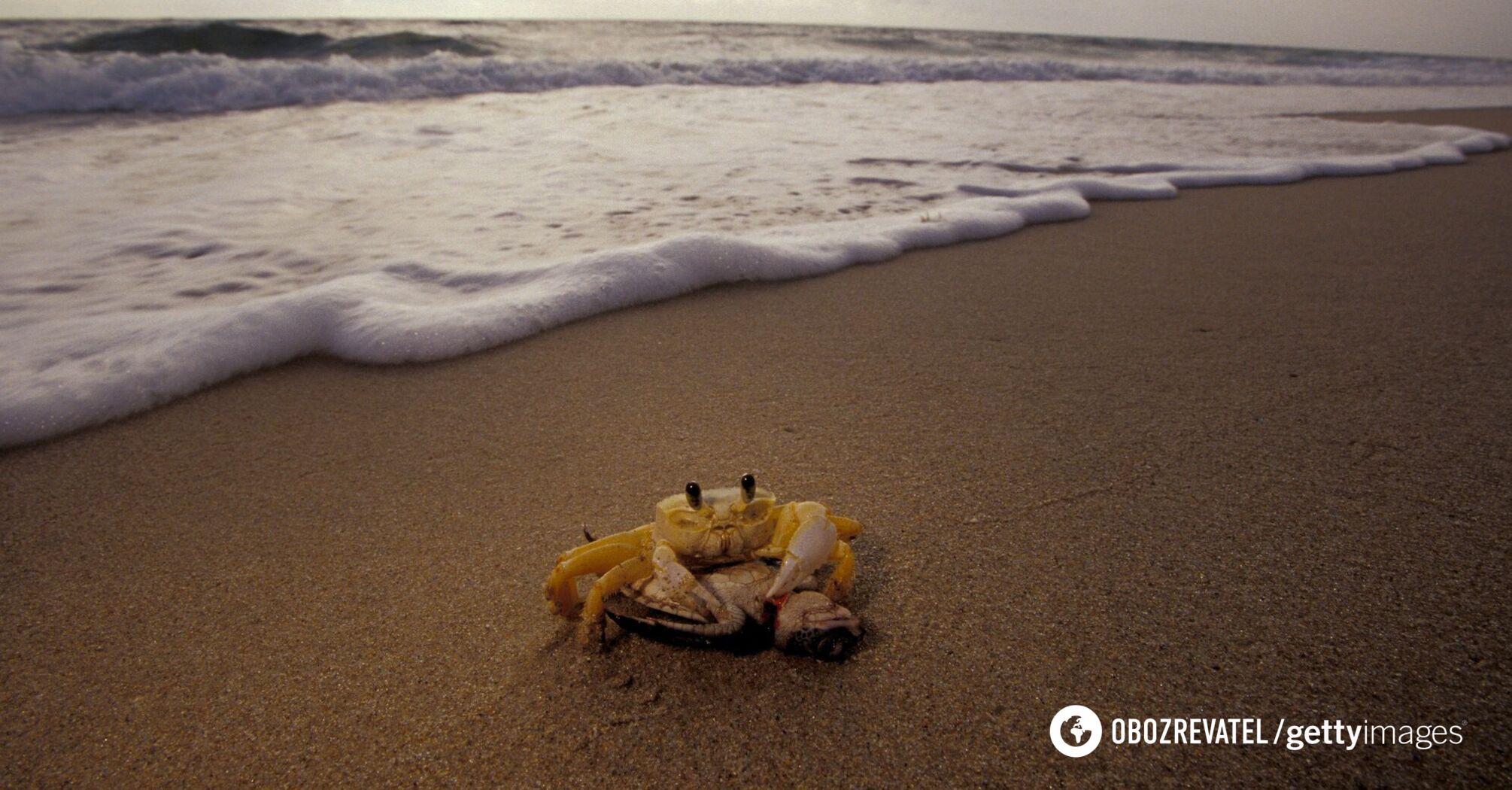 The cutest crab in the world: video of a tiny creature with a puzzled look went viral