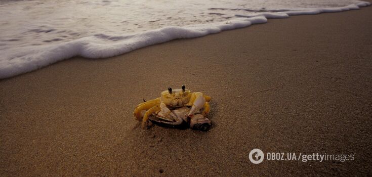 The cutest crab in the world: video of a tiny creature with a puzzled look went viral