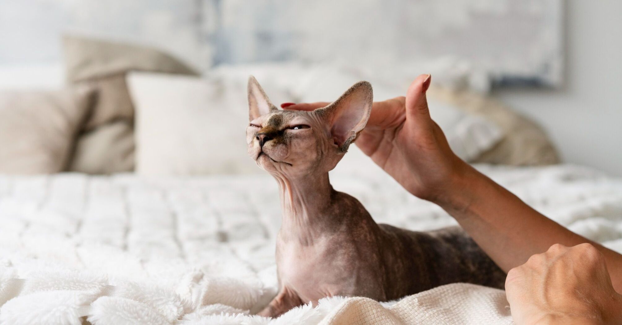 Veterinarians explain why all cats love to have their heads scratched