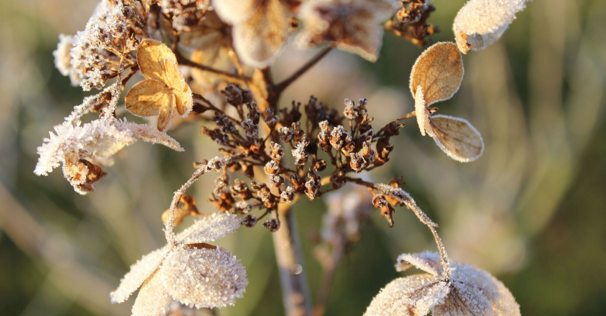 The easiest way to protect the hydrangea from the January cold