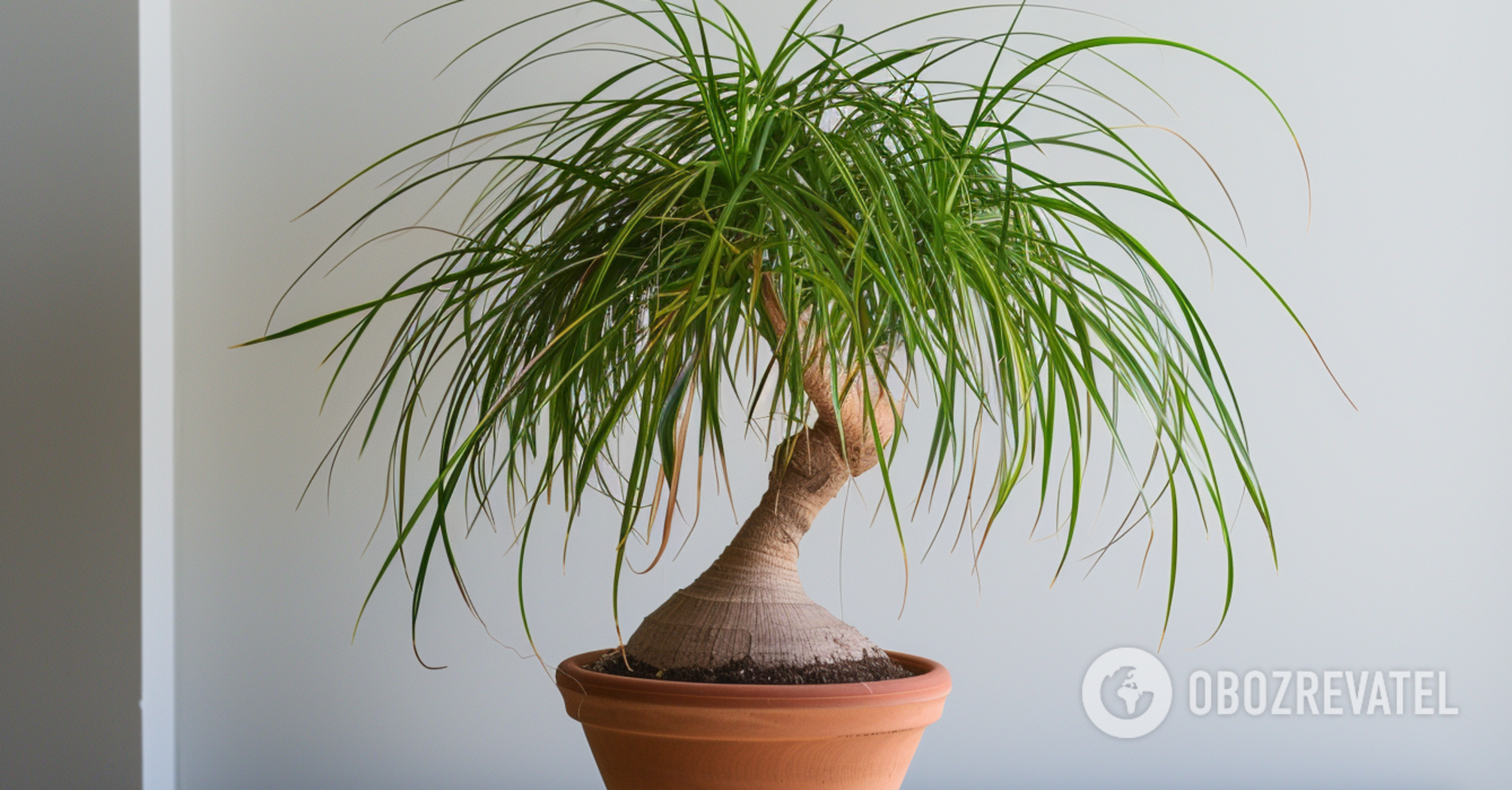 What to do if dracaena is flooded: how to save the plant