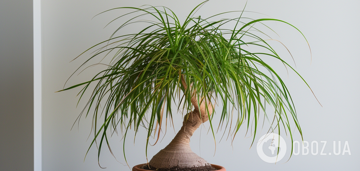 What to do if dracaena is flooded: how to save the plant