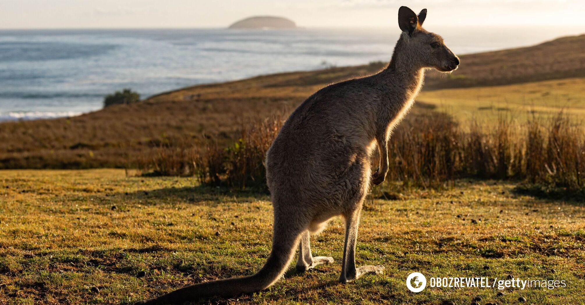 To nie klimat: naukowcy zidentyfikowali przyczynę śmierci kangurów olbrzymich w Australii