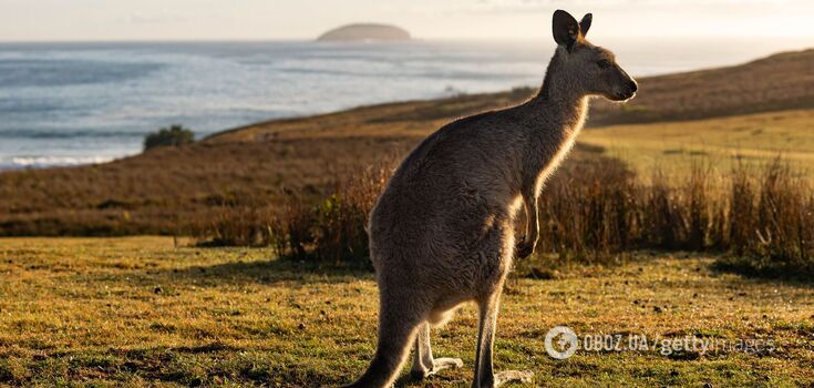 It's not the climate: scientists have identified the cause of the death of giant kangaroos in Australia