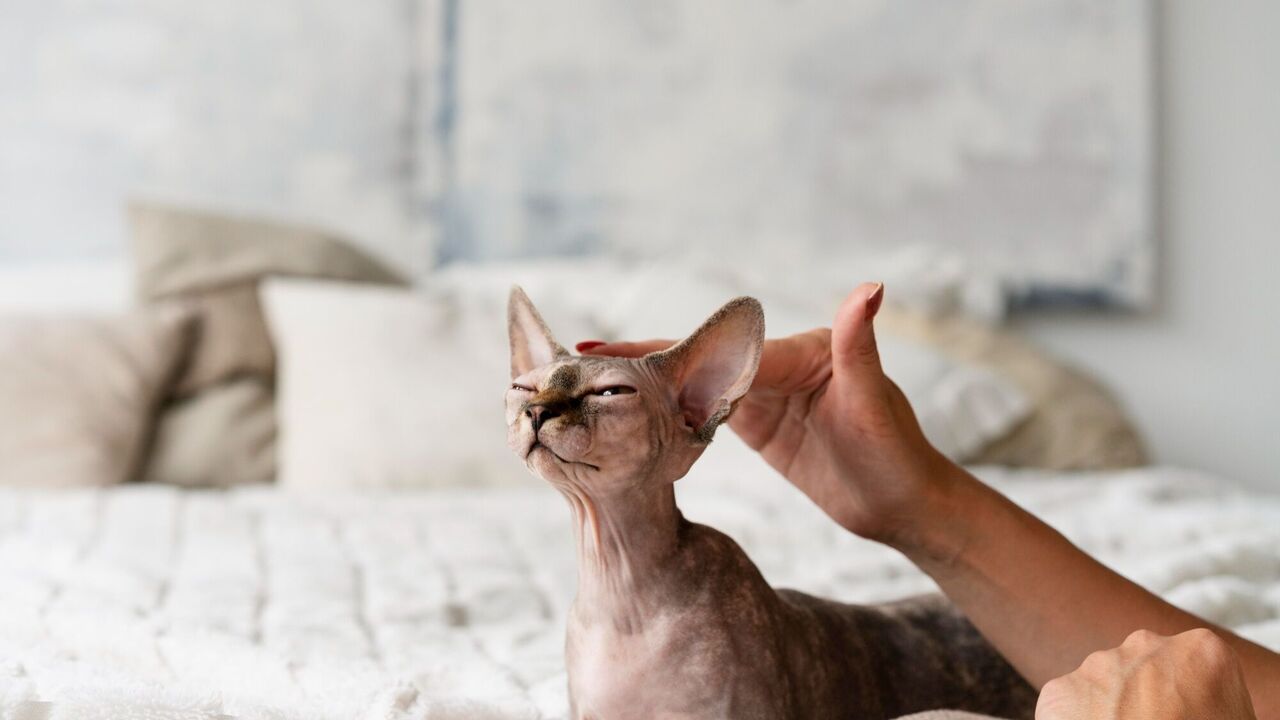 Veterinarians explain why all cats love to have their heads scratched