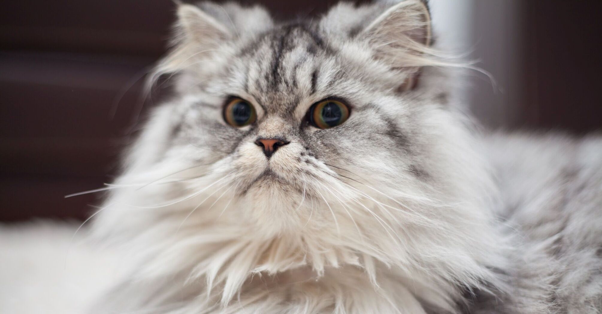 The calmest cats in the world: 5 breeds that are ideal for homebodies