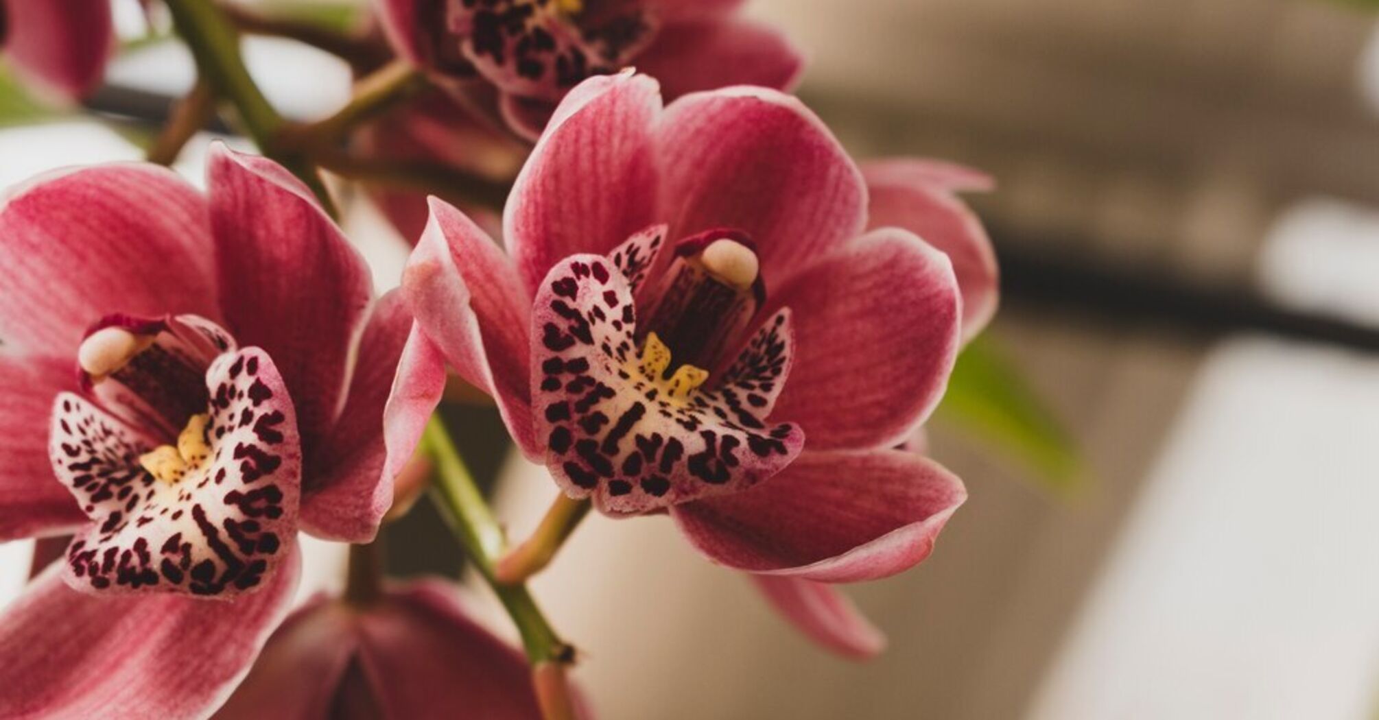 Top 3 common mistakes in caring for orchids that cause them to not bloom