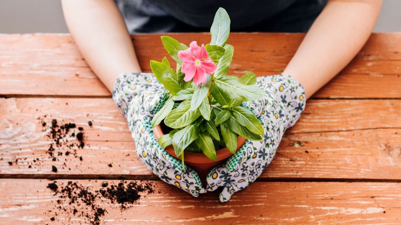 How to grow flowers from seeds: avoid four mistakes that can ruin everything