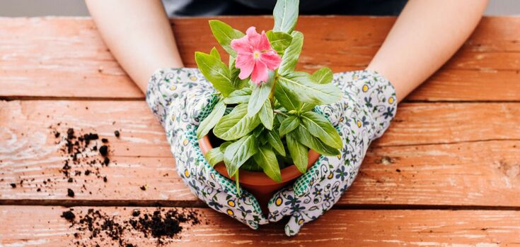 How to grow flowers from seeds: avoid four mistakes that can ruin everything