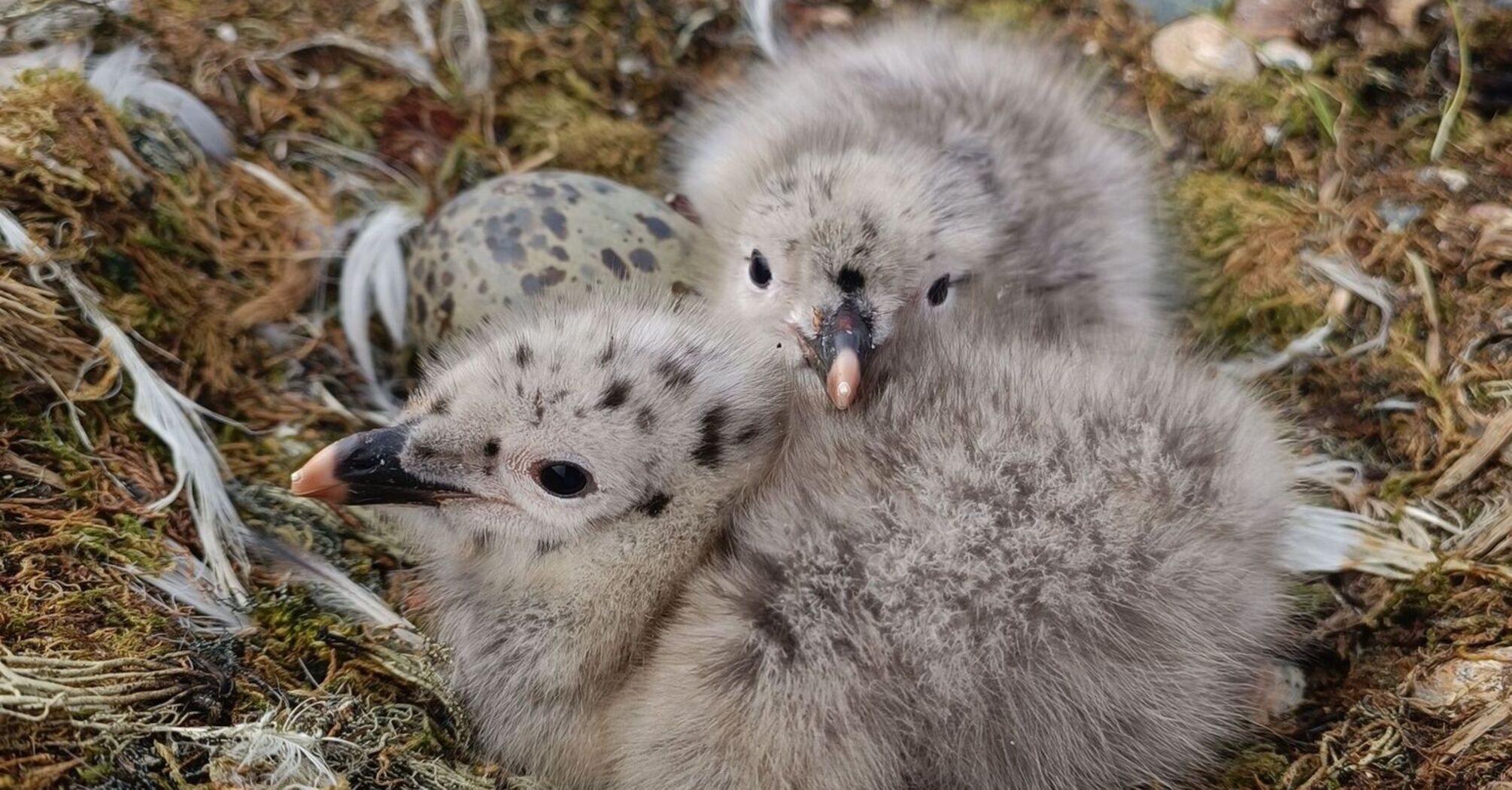 The baby boom continues: the network was amazed by the photos of baby gulls born near "Vernadsky"