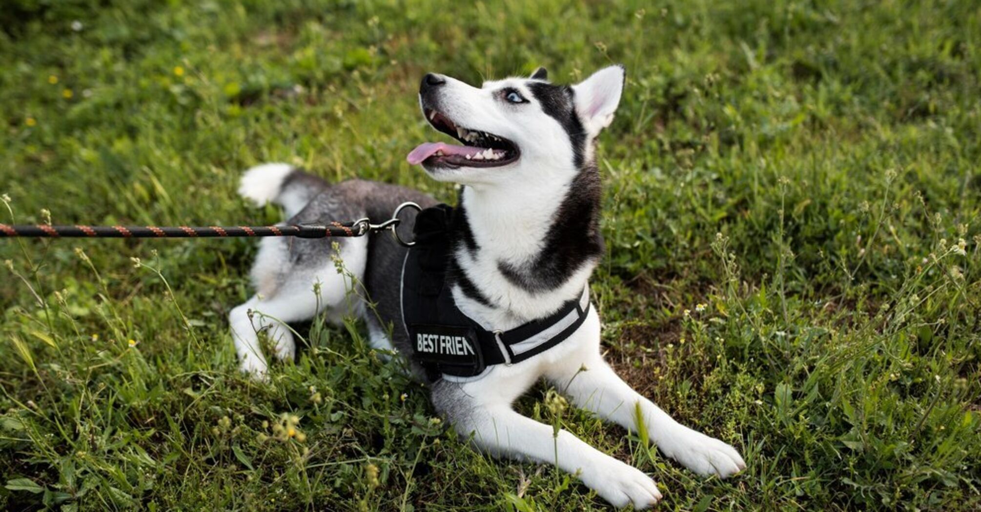 How to stop your dog from barking at and chasing other animals