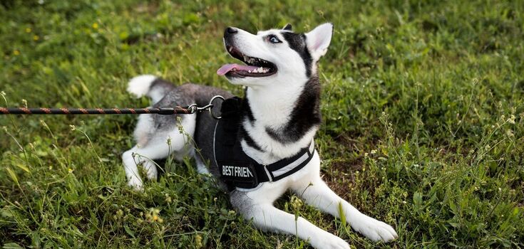 How to stop your dog from barking at and chasing other animals