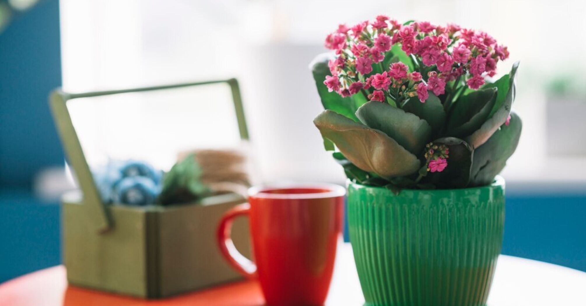 How to water indoor flowers to make them bloom longer and brighter: an unusual ingredient