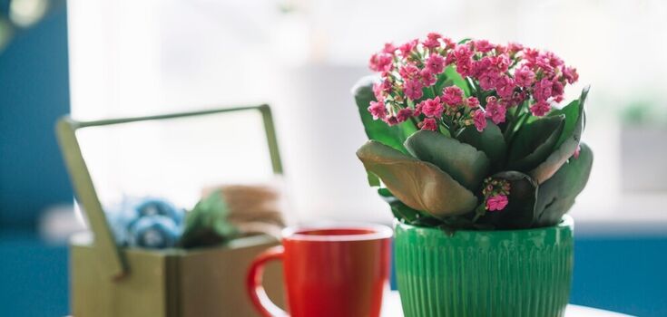 How to water indoor flowers to make them bloom longer and brighter: an unusual ingredient