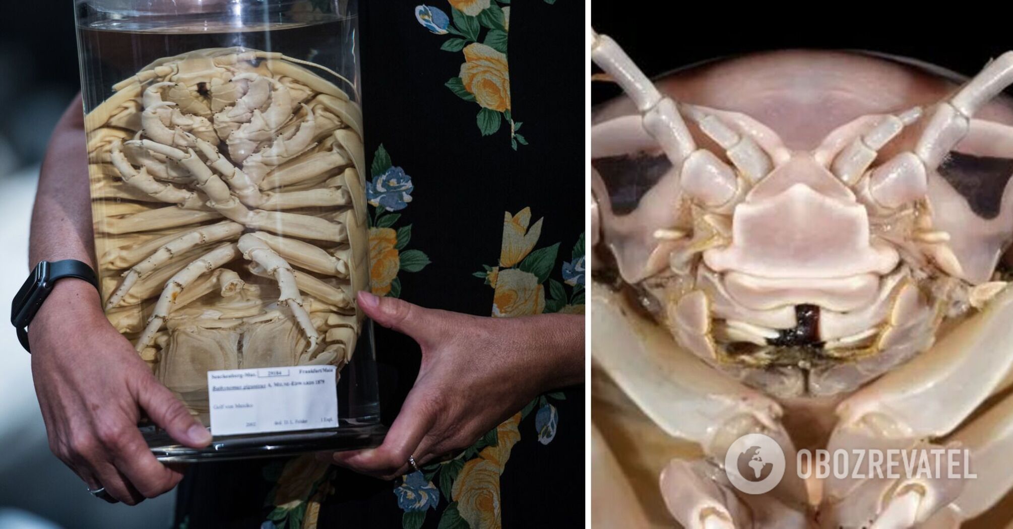 Looks like Darth Vader: a giant sea bug was discovered in the South China Sea. Photo