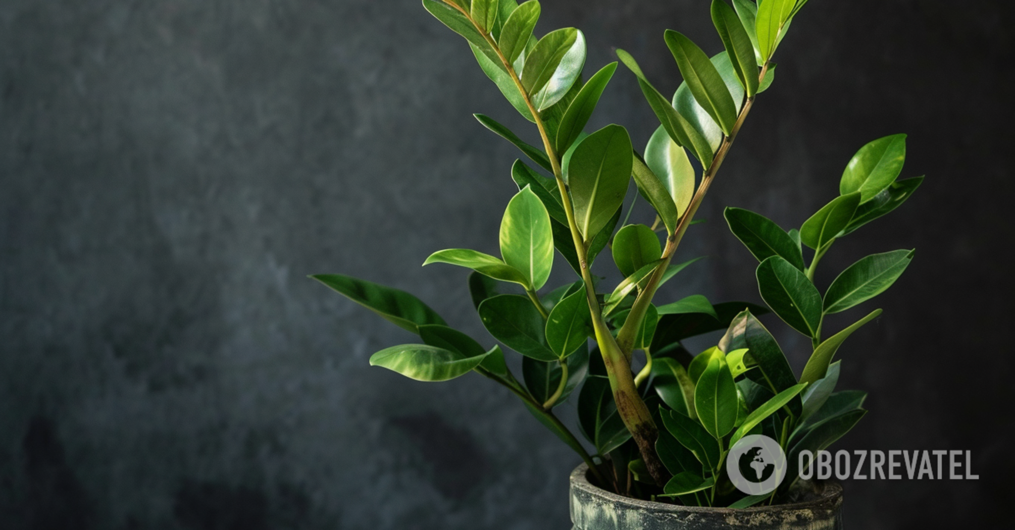 Why zamioculcas turns yellow: how to correct care errors