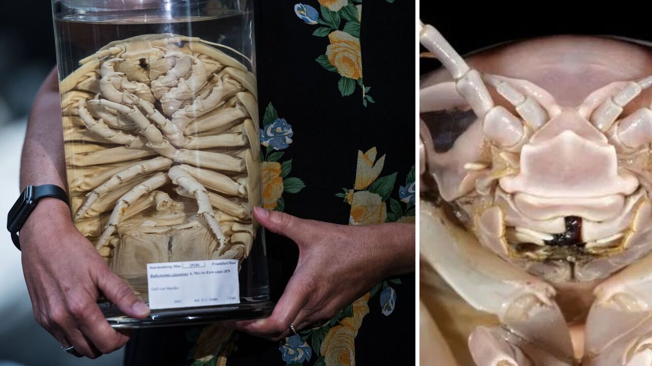 Looks like Darth Vader: a giant sea bug was discovered in the South China Sea. Photo