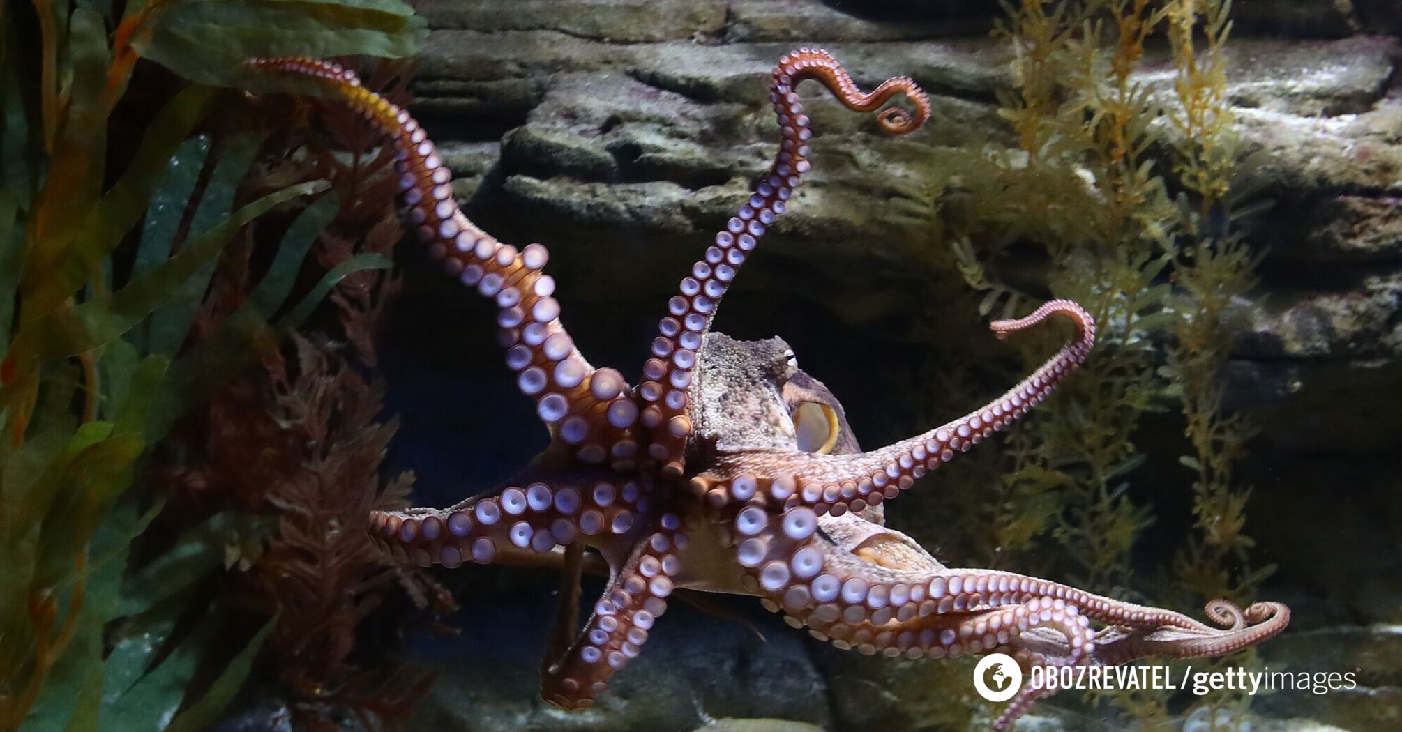 One of the most unusual creatures on Earth. Scientists reveal the secret of the octopus nervous system