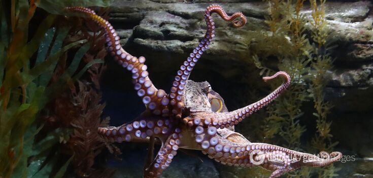 One of the most unusual creatures on Earth. Scientists reveal the secret of the octopus nervous system