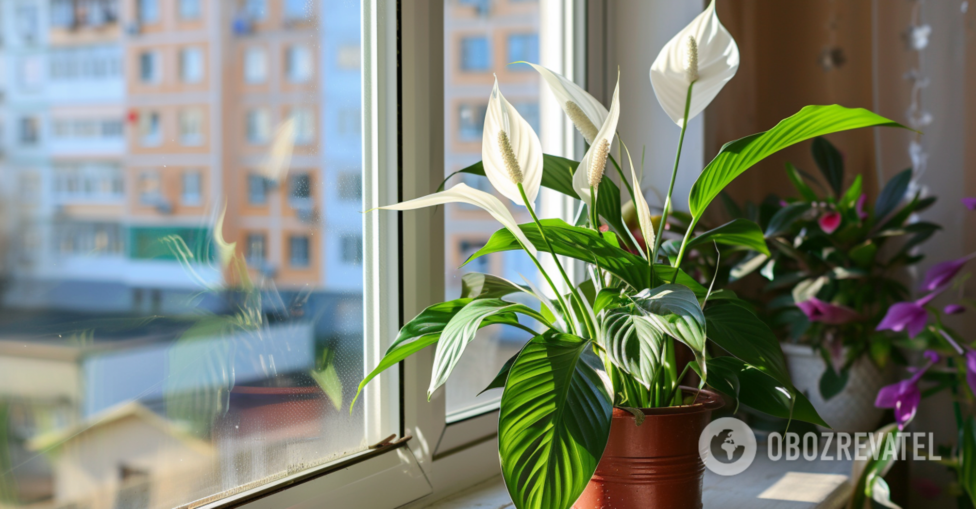 So that it is lush and beautiful in summer: how to care for spathiphyllum in winter